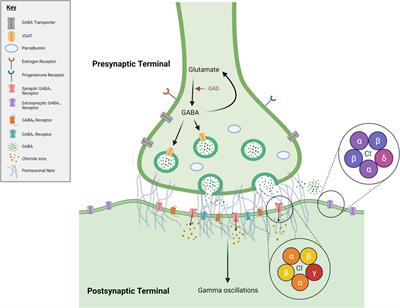 Frontiers GABA System Modifications During Periods of Hormonal